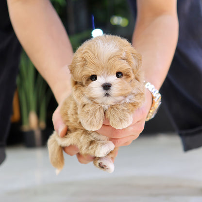 Maltipoo - Roje (Male) $3200