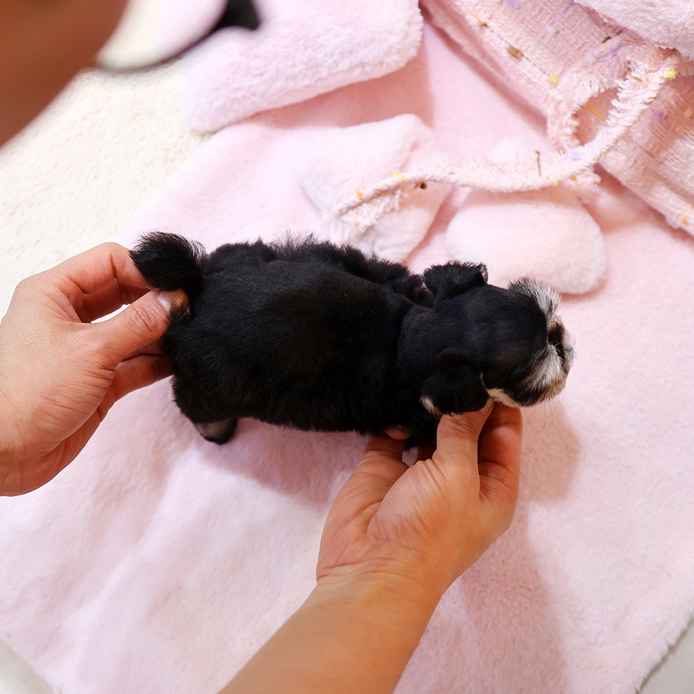 Schnauzer - Dure (Female) $2700