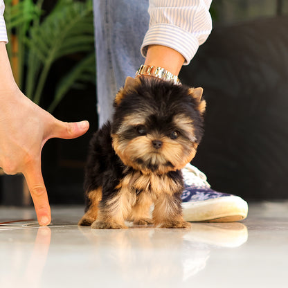 Yorkshire Terrier - Mollang (Female) $5700