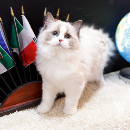 Ragdoll - Tokkaeng (Female)