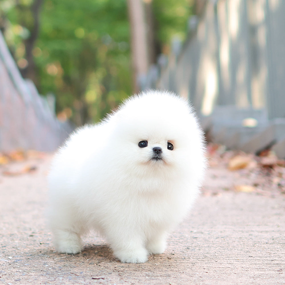 Pomeranian - Titi (Female) $5400