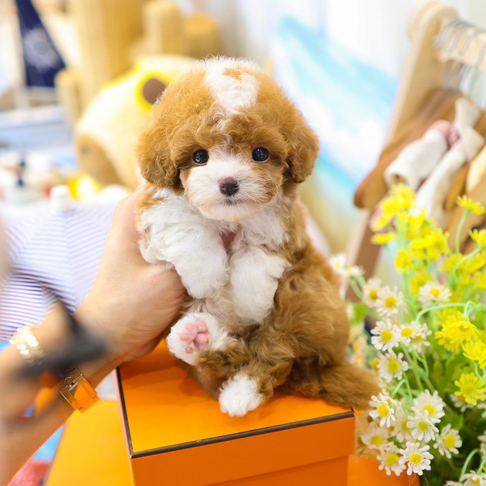 Poodle - Kao (Male)