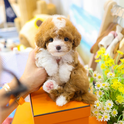 Poodle - Kao (Male)