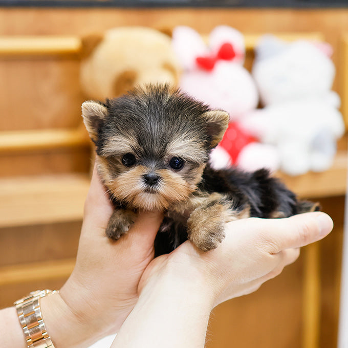 Yorkshire Terrier - Gahi (Female)