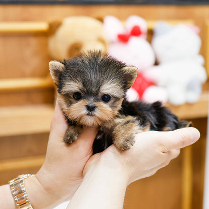Yorkshire Terrier - Gahi (Female)