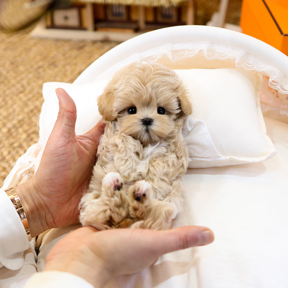 Maltipoo - Pingping (Female) $3800