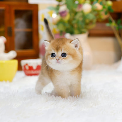 British Shorthair - Dongsun (Female)