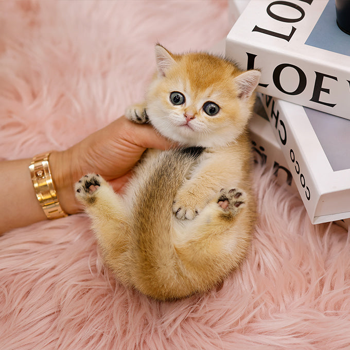 Munchkin - Yaong (Female)