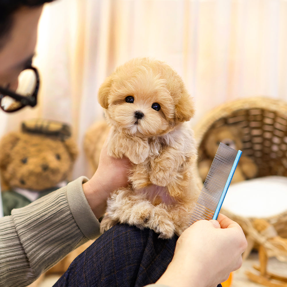 Maltipoo  - Bangbang (Male) $3800