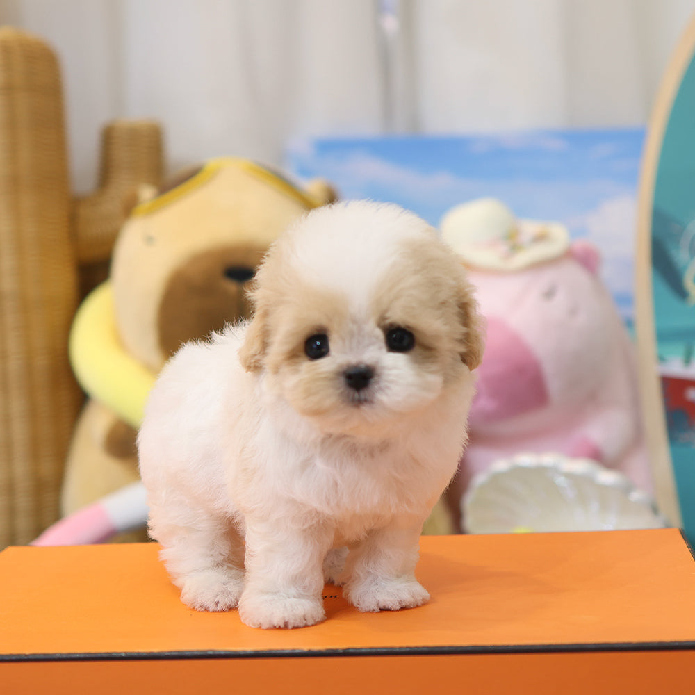 Maltipoo - Narong (Female) $4200