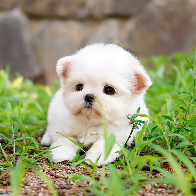 Maltese - Aeni (Female)