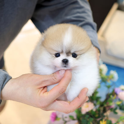 Pomeranian -Kkongji (Female) $3800