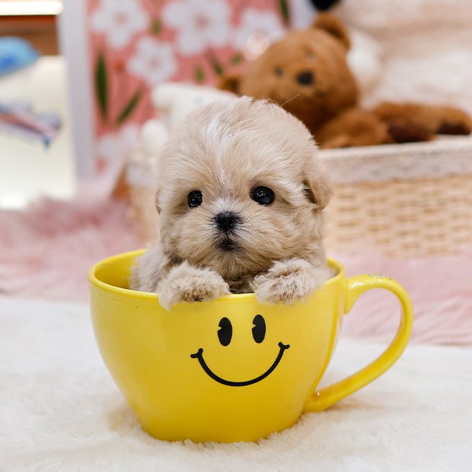 Maltipoo - Chipi (Female)