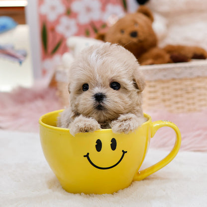 Maltipoo - Chipi (Female)