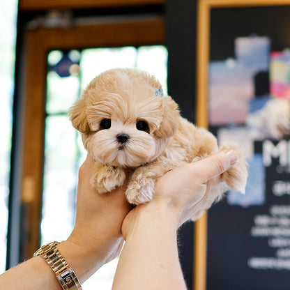 Maltipoo - Rirak (Male) $2300
