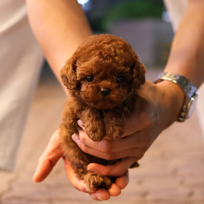 Poodle - Danggo (Female)