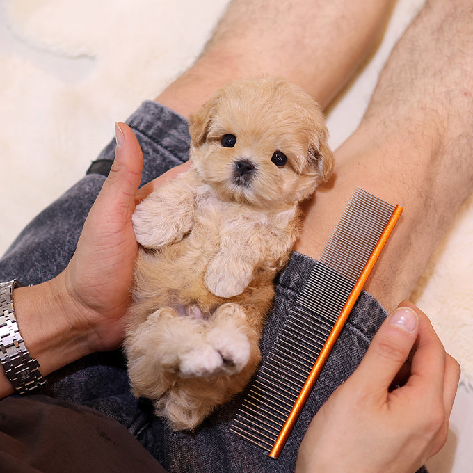 Maltipoo - Bokseul (Male)