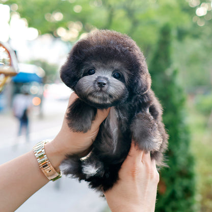 Poodle - Indi (Male)