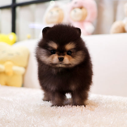 Pomeranian - Beilli (Male) $2400