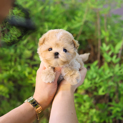 Maltipoo - Peanut (Male)