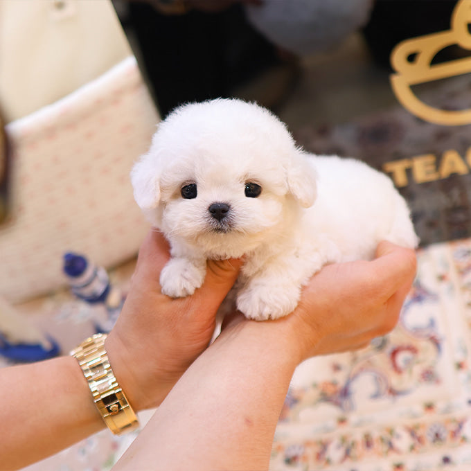 Bichon frise - Nova (Male)