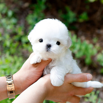 Maltese - Chein (Male)