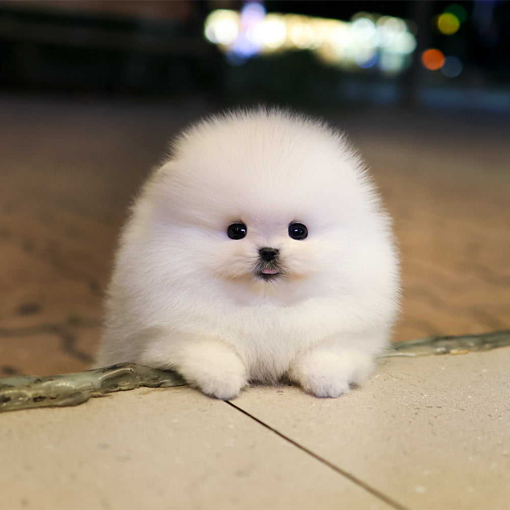 Pomeranian - Jjeopjjeop (Male) $5000