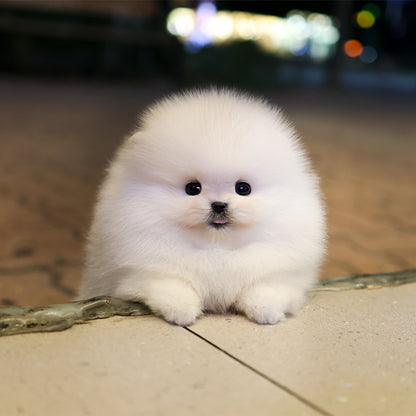 Pomeranian - Jjeopjjeop (Male) $5000