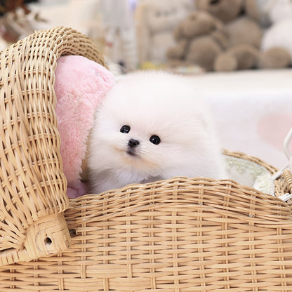 Pomeranian - Hayang (Male)