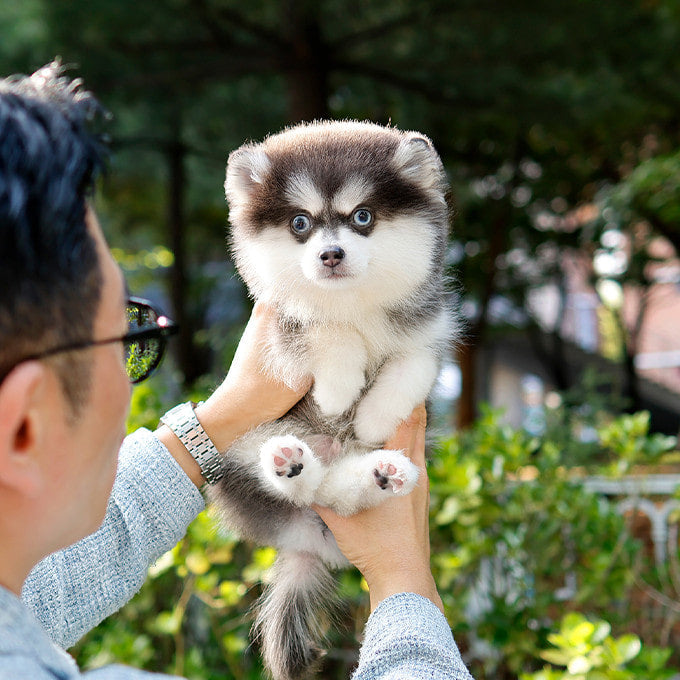 Pomsky -Haneul (Male)