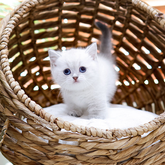 Munchkin - Raepeo (Female)