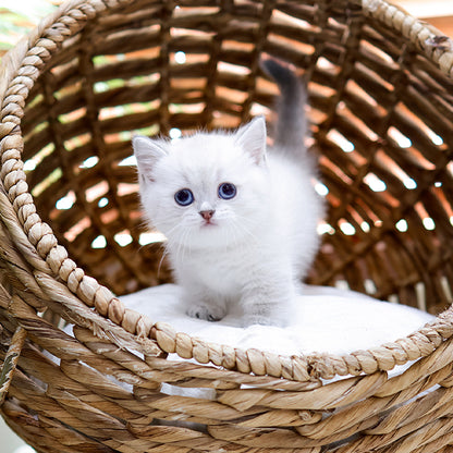 Munchkin - Raepeo (Female)