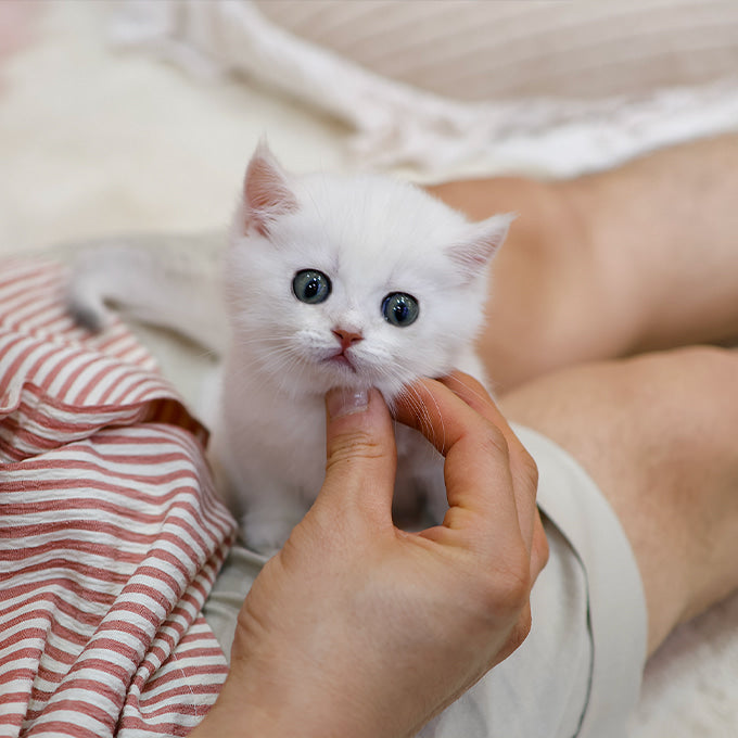 Munchkin - Dori (Male)