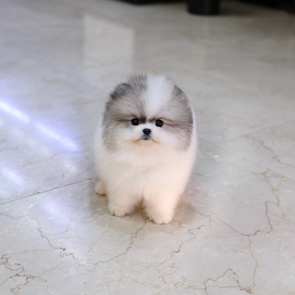 Pomeranian - Pudung (Male) $4500