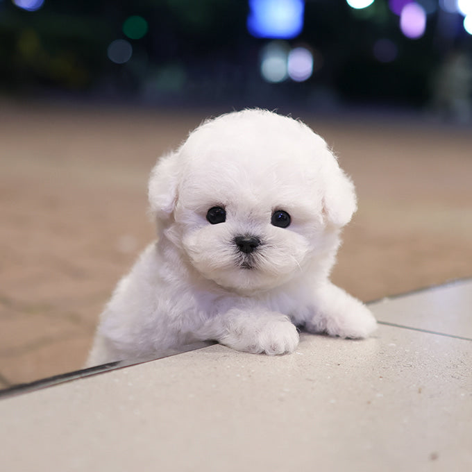 Bichon Frise - Hami (Male)