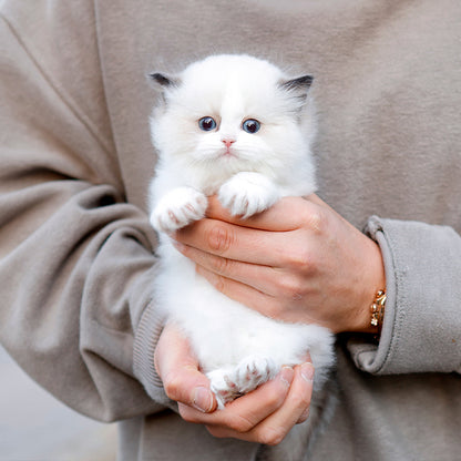 Ragdoll - Kokoa (Female)