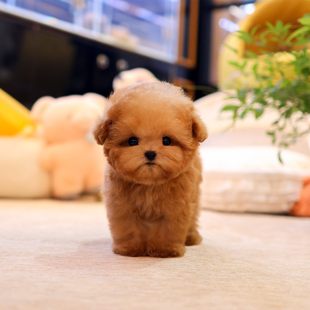 Poodle - Chamkkae (Male) $4400