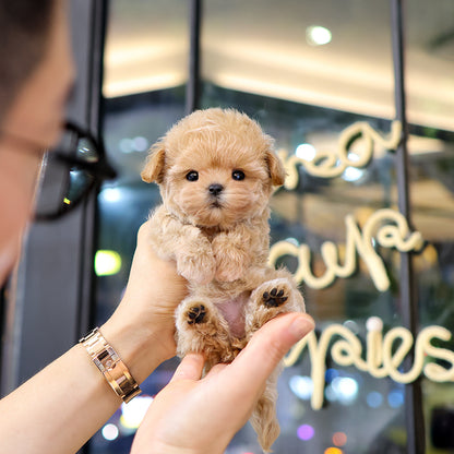 Maltipoo - Sundubu (Female) $3200
