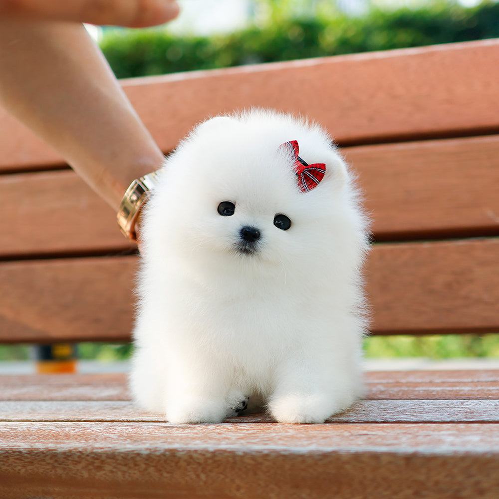 Pomeranian - Tori (Female) $2400