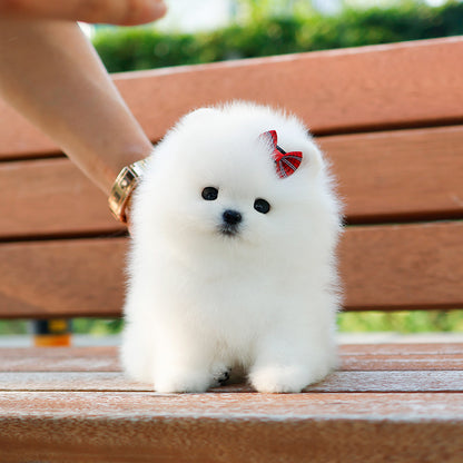 Pomeranian - Tori (Female) $2400