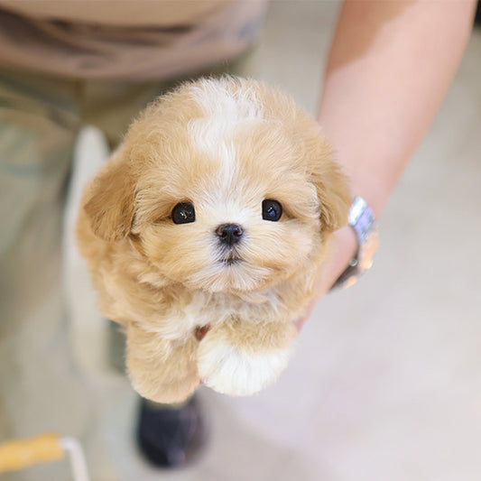 Maltipoo - Chyabi (Male)