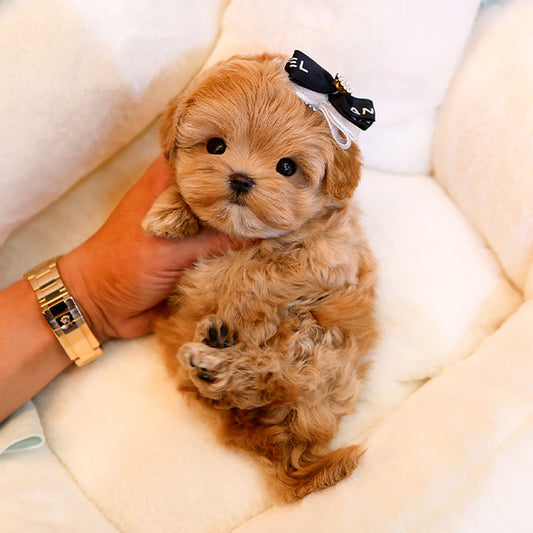 Maltipoo - Bien (Male)