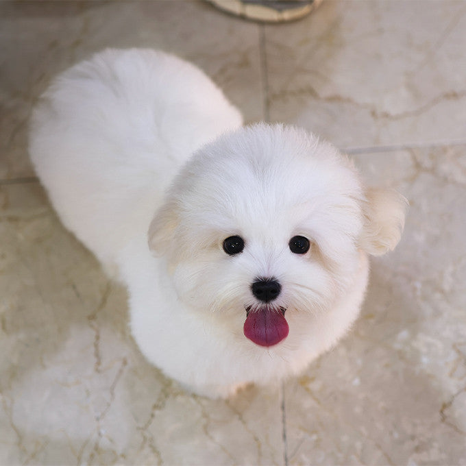 Coton de Tulear - Siru (Male)