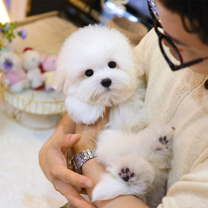 Coton de Tulear - Siru (Male)