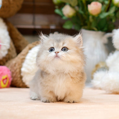 Munchkin - Konchip (Female)