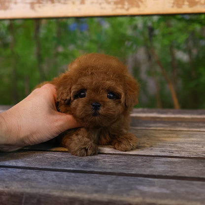 Poodle - Chaka (Female)