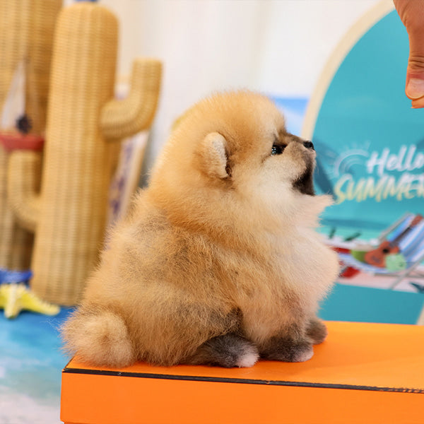 Pomeranian - Deundeun (Male)