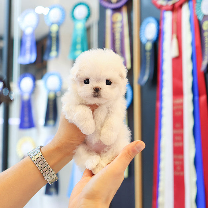 Maltese - Kkuri (Female)