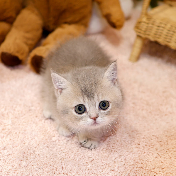 Munchkin - Kito (Female)