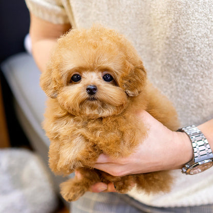 Poodle - Poko (Female)